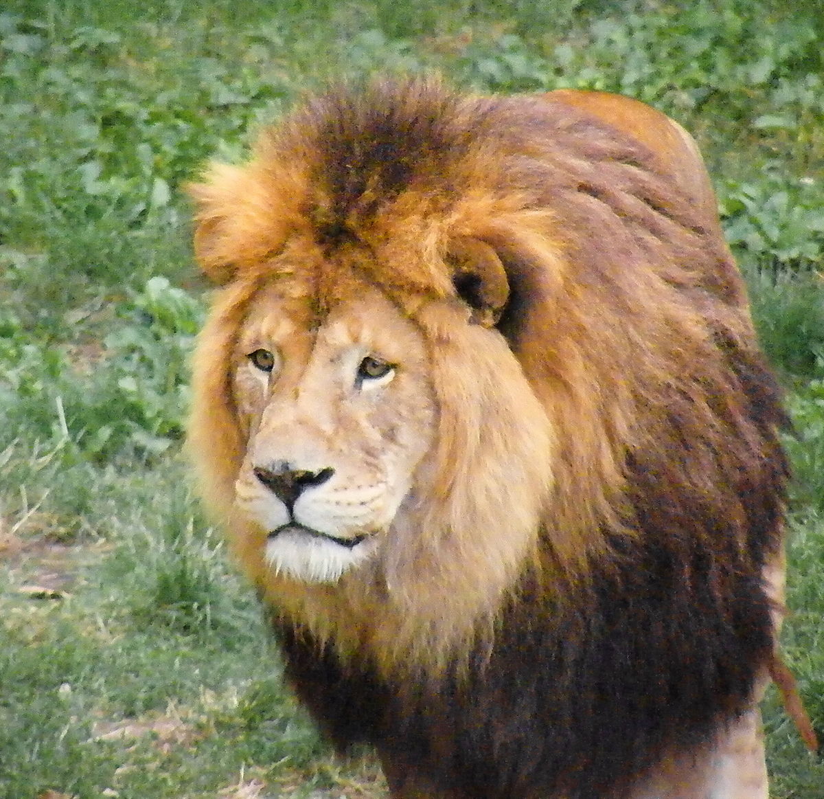  oroszlán